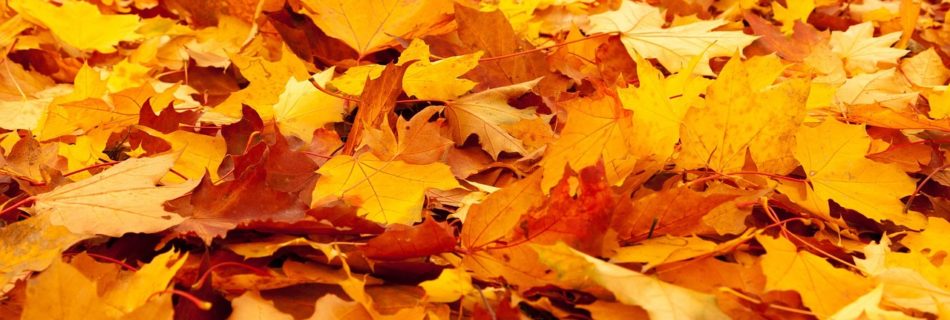 Herbstlaub