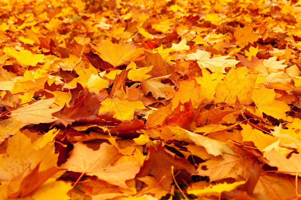 Herbstlaub